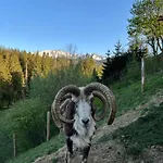Arcychata * Zakopane