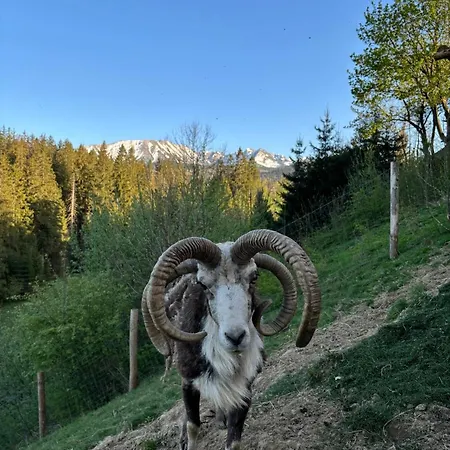 Arcychata * Zakopane