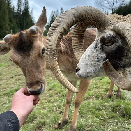 Arcychata 샬레 자코파네