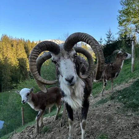 Arcychata 샬레 자코파네