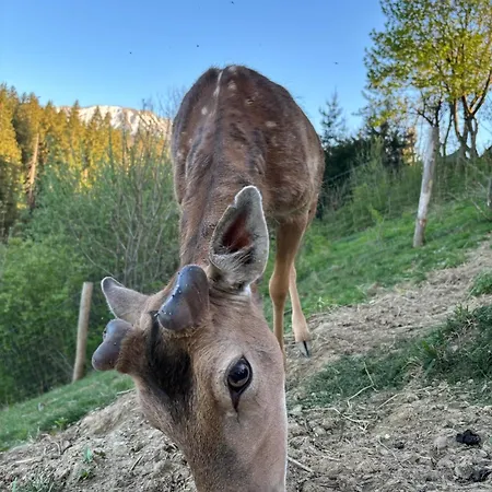 Arcychata * Zakopane
