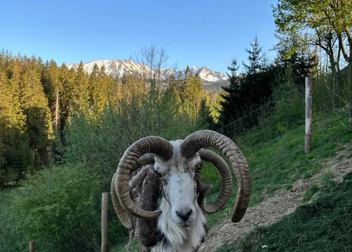 Arcychata * Zakopane