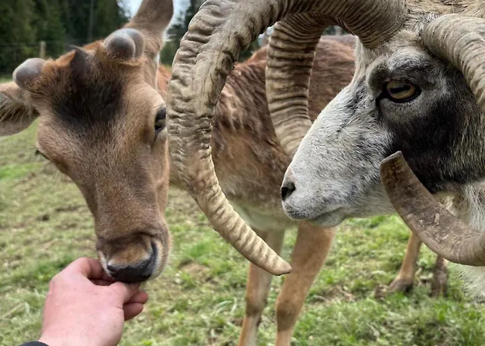 Arcychata Chalet Zakopane
