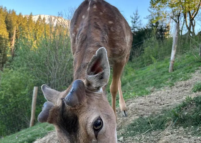 Arcychata * Zakopane